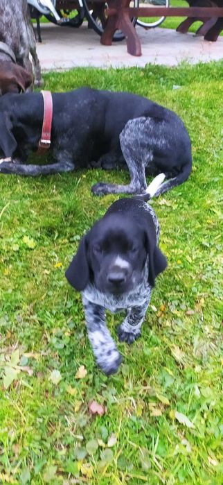 Szczeniak Wyżeł Niemiecki