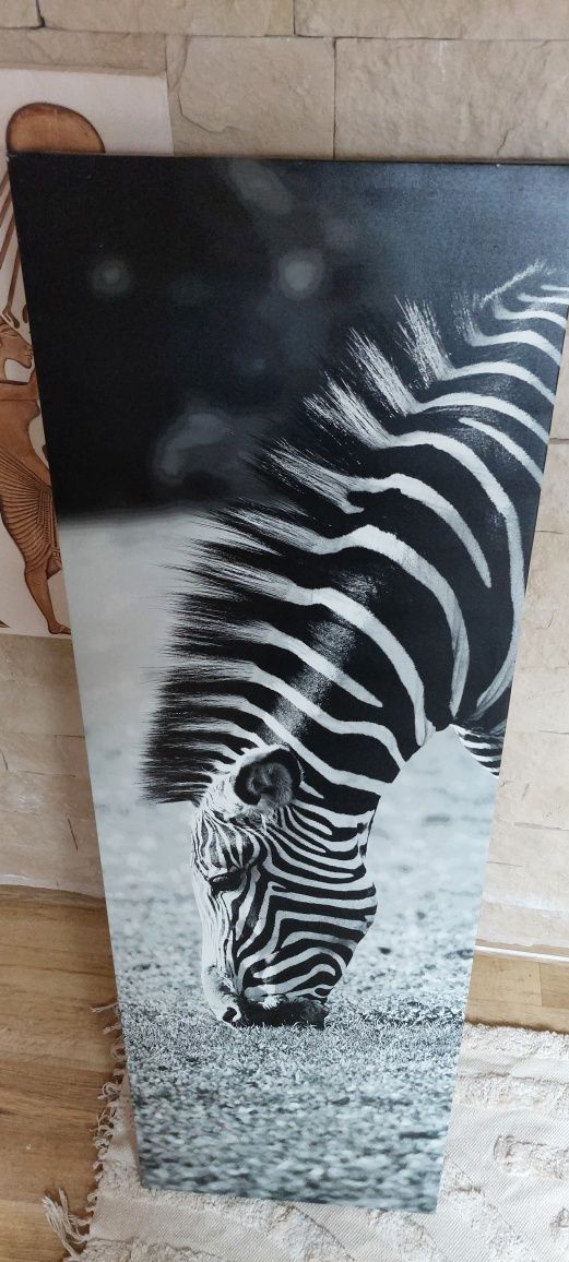 Obraz na płótnie Zebra