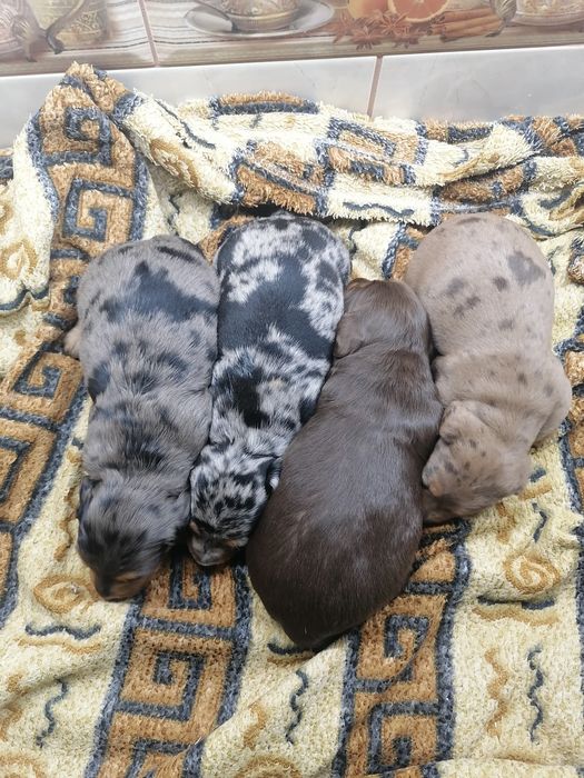 Хлопчик міні такси мраморний шукає дівчинку