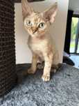 Devon rex kociak drx