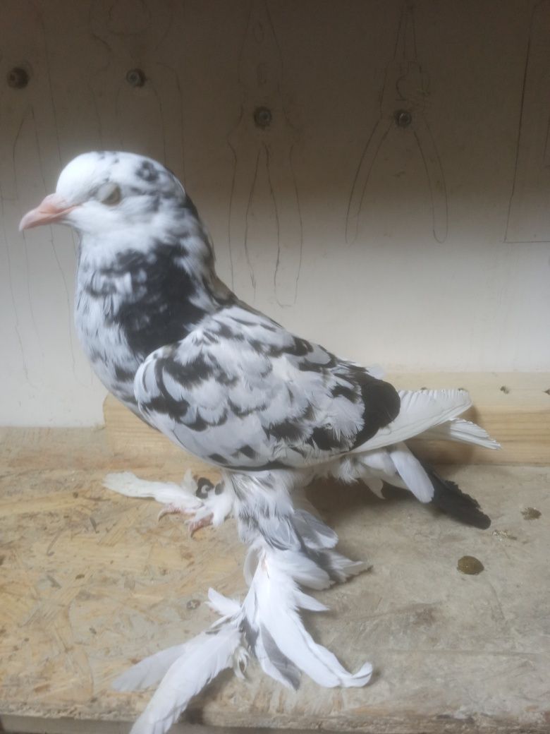 Гарний Птах. (Дутиш)