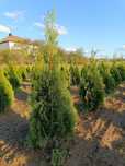 Tuja Thuja Szmaragd