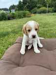 Beagle szczeniaki