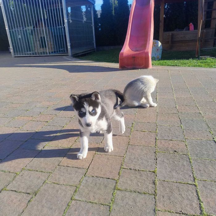Szczeniaki Syberian Husky