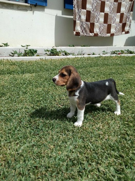 Beagle tricolor cachorro