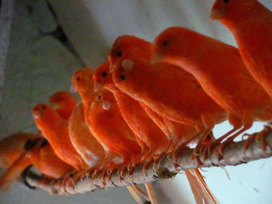 Kanarki czerwone,mozaika biała,mozaika czerwona,kasztan