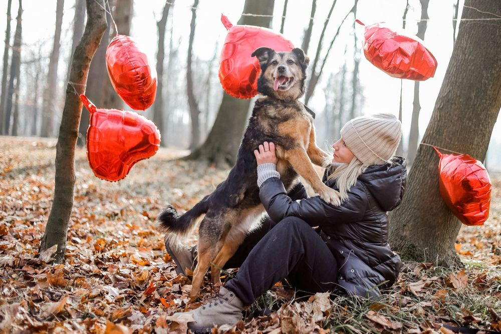 Pestka - uratuj mnie! Adoptuj i zmień moje życie na lepsze!