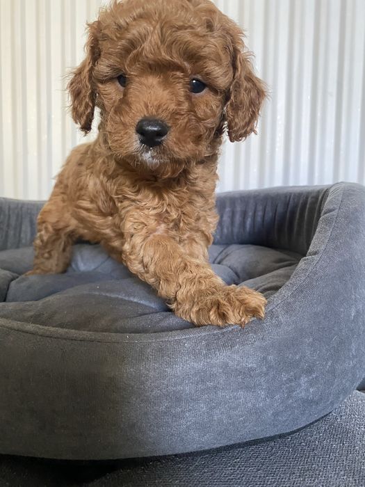 Cavapoo F1B Ari Cavapoo&Pudel miniaturowy