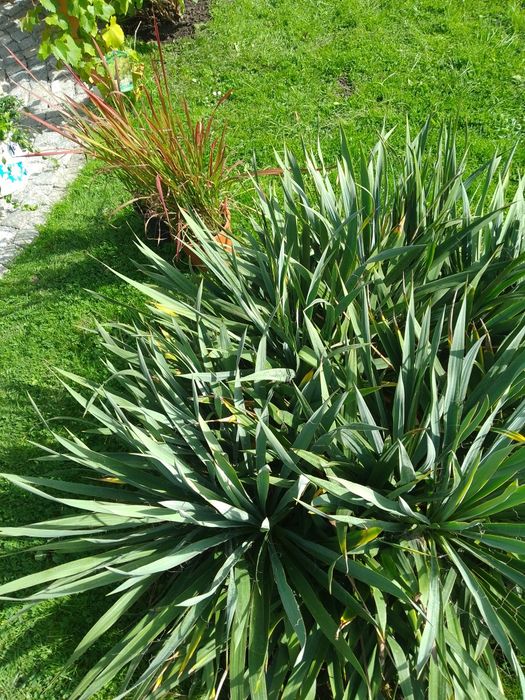 Juka ogrodowa sadzonki