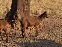 Casal de cabras Murcianas