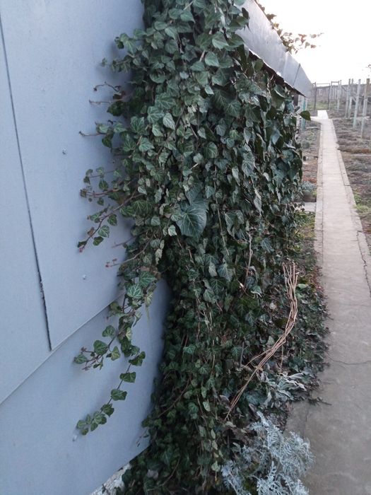 Плющ  вуличний в/к