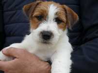 Jack Russell Terrier com pedigree