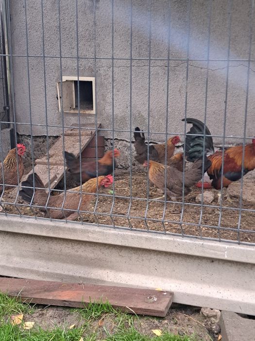 1+4 karzełek polski