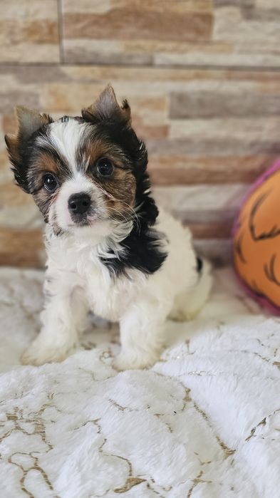 Yorkshire Terrier Biewer cudna  sunia york