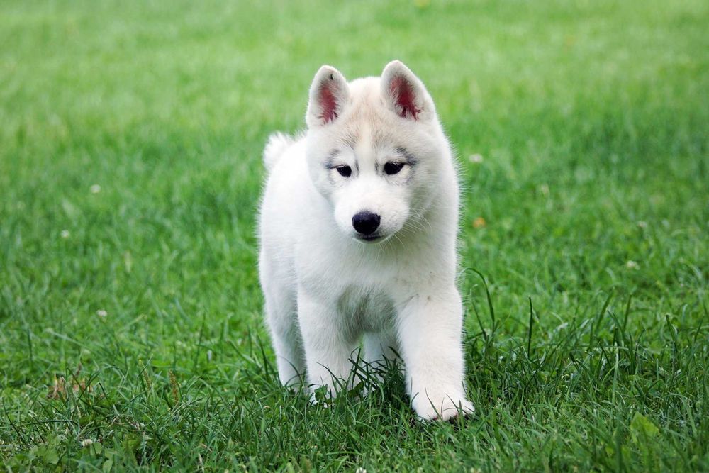Platynowy piesek Husky z rodowodem ZKwP / FCI szczenię husky
