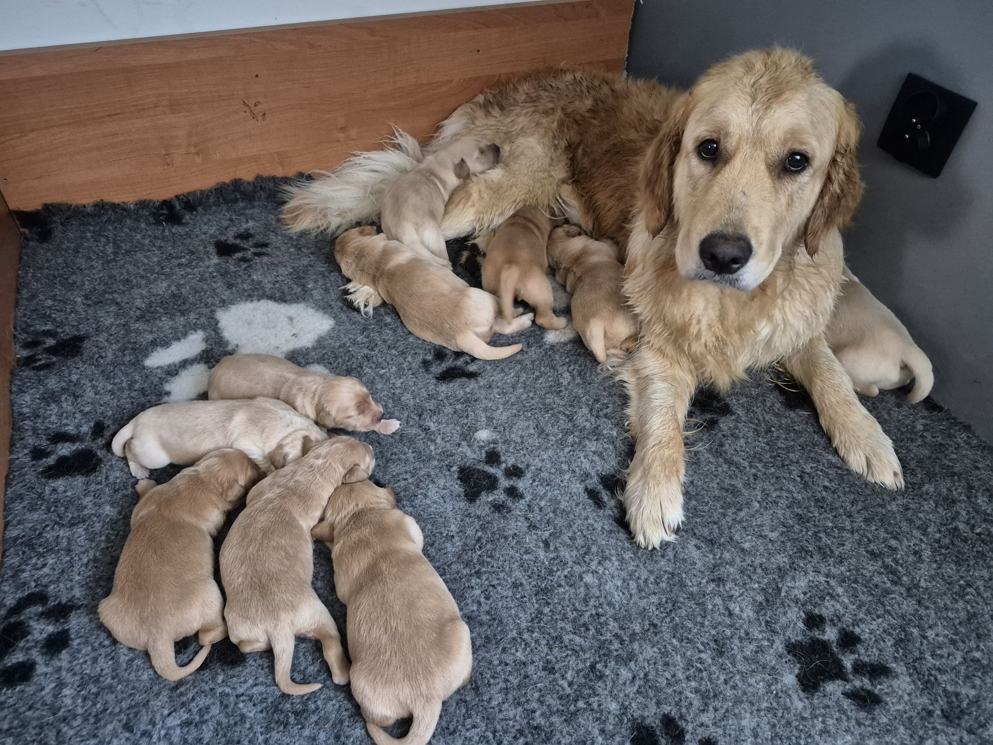 Golden Retriever - złota suczka , do odbioru po 20 sierpniat