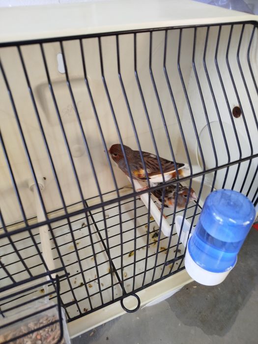 Cadência de Canários/as Arlequim