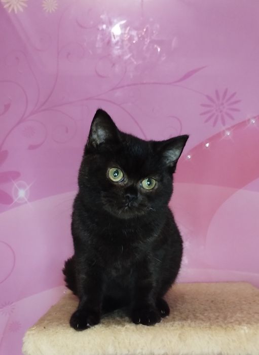 Шотландська ШОКОЛАДНА чистокровна принцеса  з ВАКЦИНАЦІЄЮ