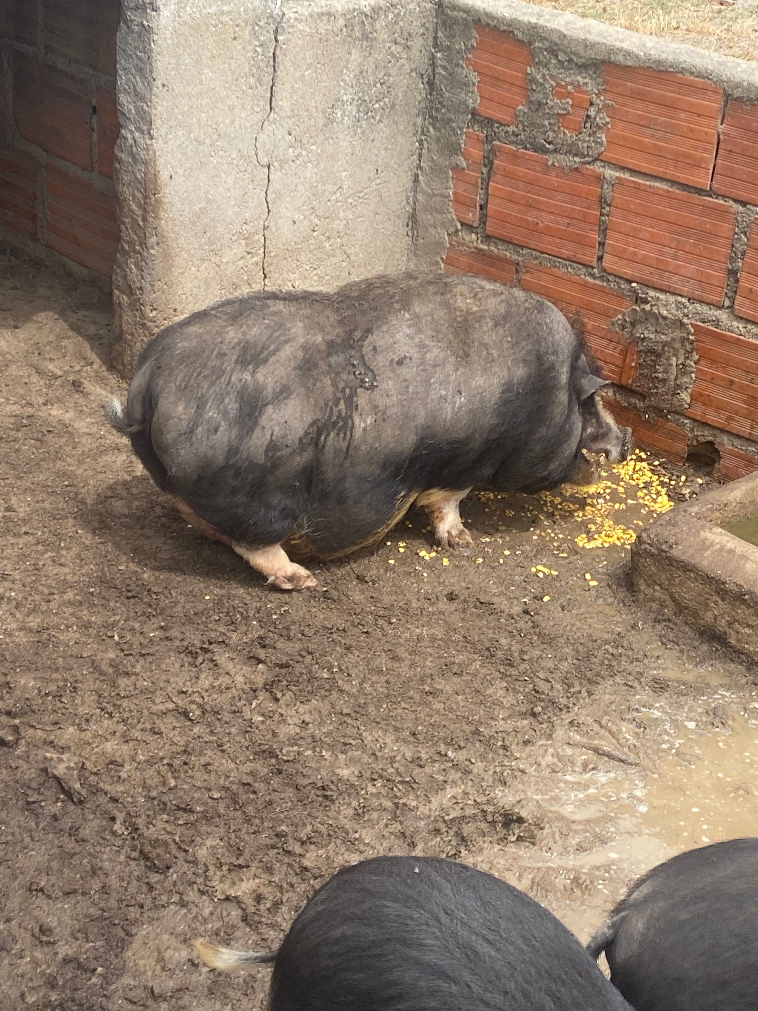 Porcos vietamitas