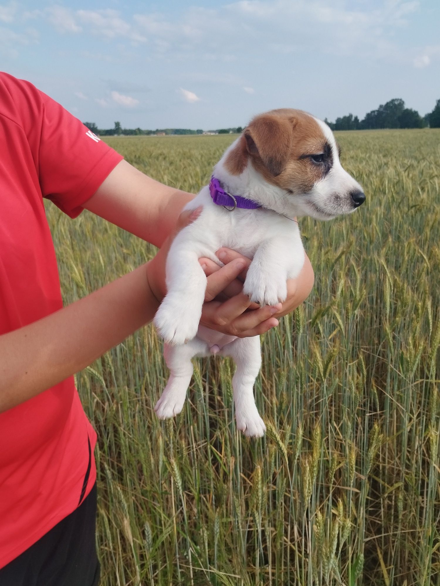 Suczka Jack Russell Terrier