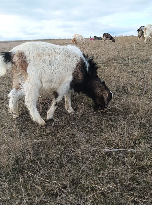 Продам козликов разных пород