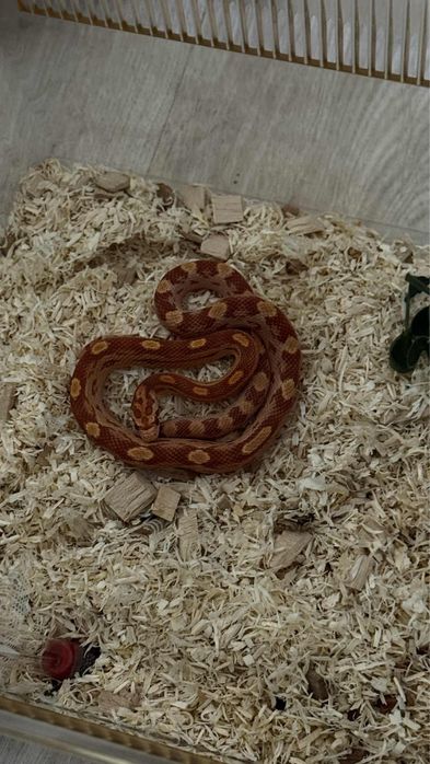 Wąż zbożowy samiec