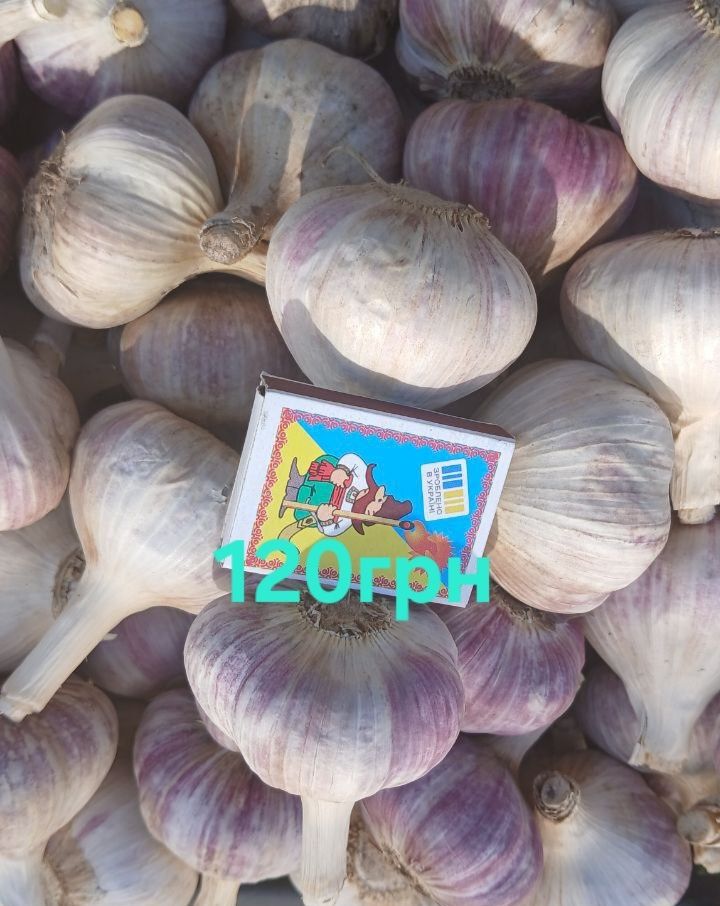 Озимий часник Любаша
