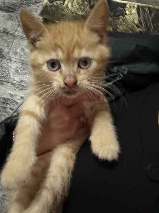 Червоний мрамор котик