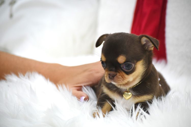 Cudna  Mini Chocolate Tan suczka  Chihuahua