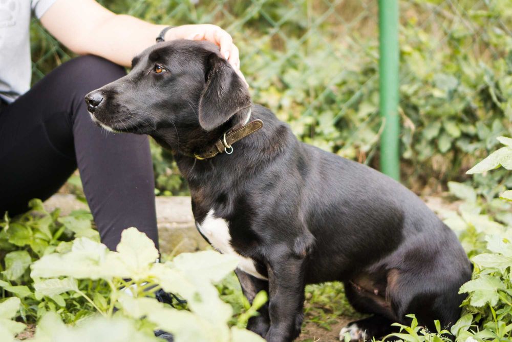 Roczna Ejwa szuka domu!