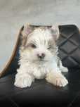 Yorkshire Terrier white ocean pearl samiec