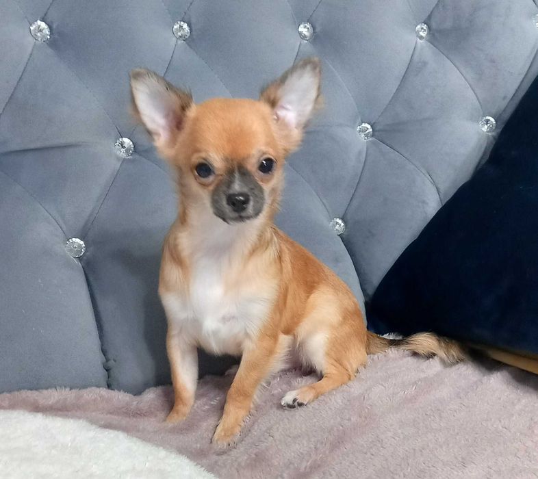 Piesek Chihuahua