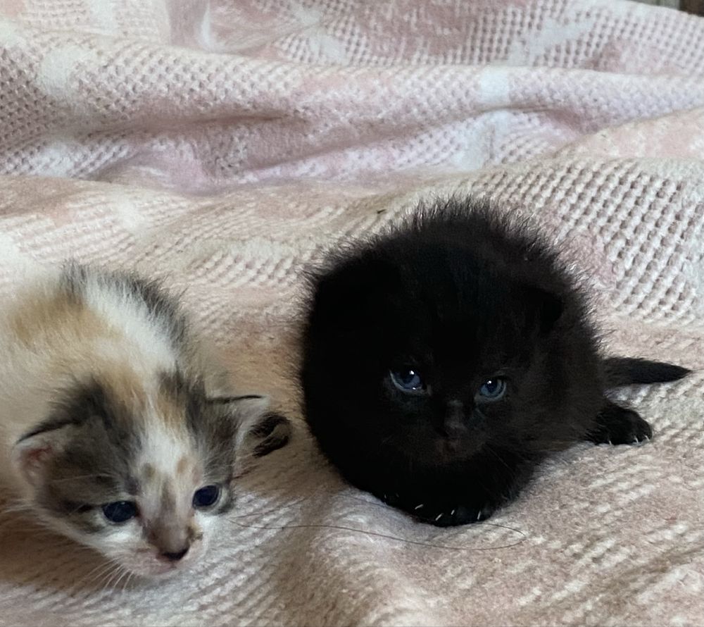 Кошенята шукають люблячі сімʼї