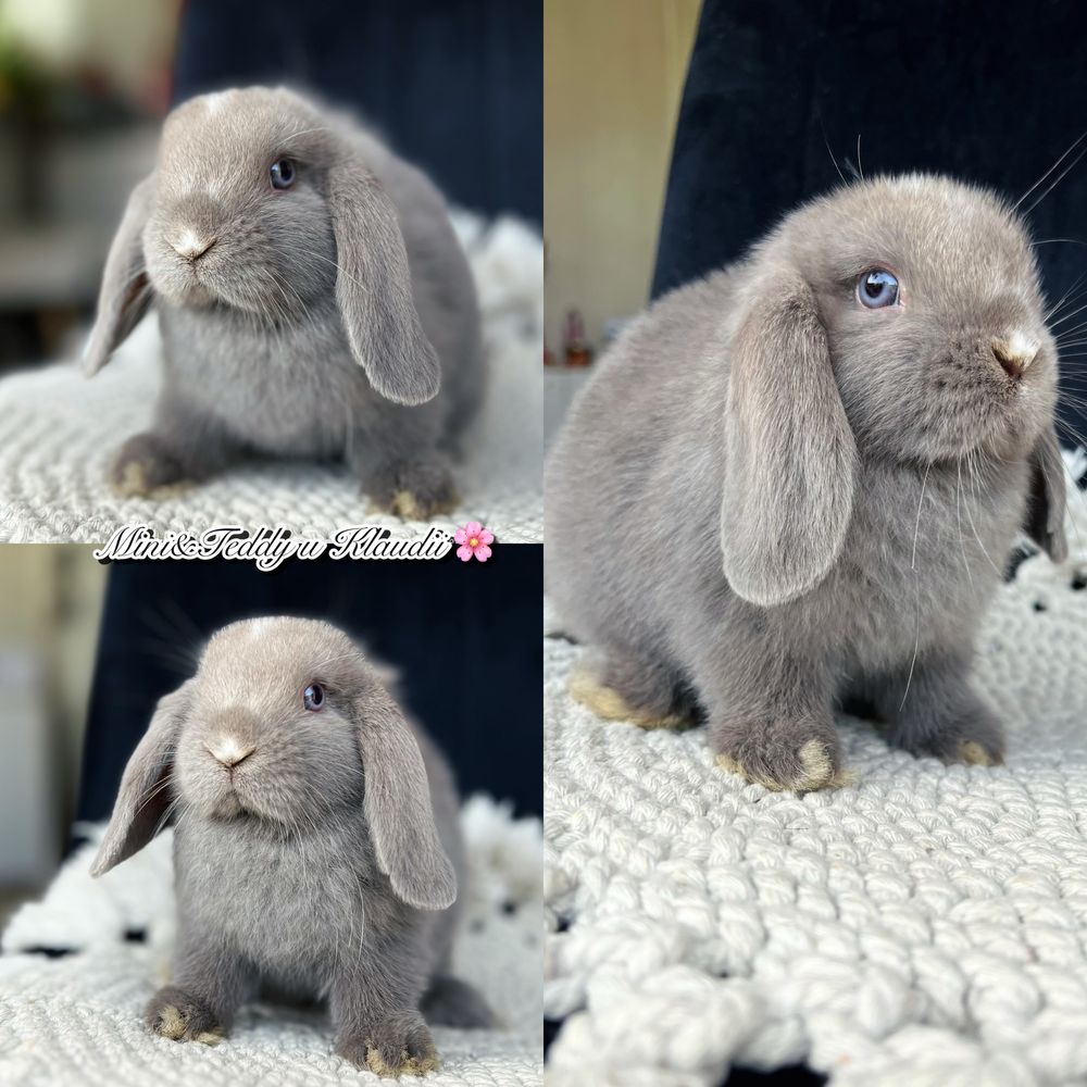 Mini lop - samczyki gotowe do odbioru / królik miniaturka rasowy
