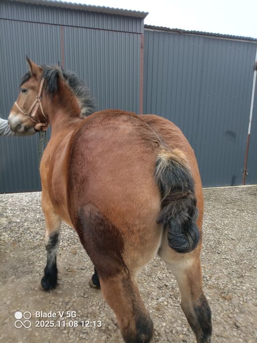 Źrebica półtora roczna. Pełne pochodzenie