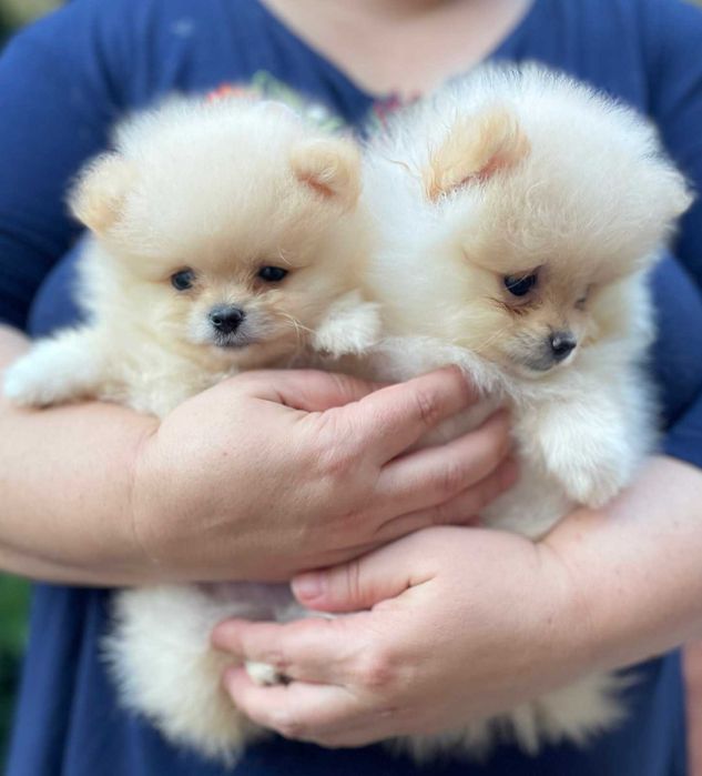 Померанский шпиц.щенки.