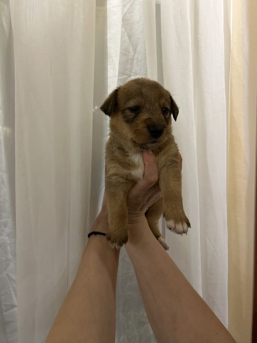 Отдам щенят  в хорошие руки