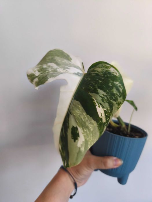 Monstera variegata 1