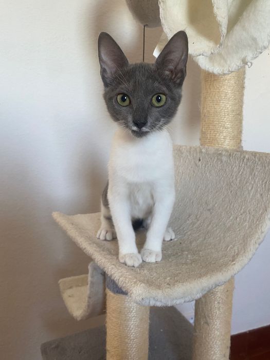 Gatos bebés para adoção