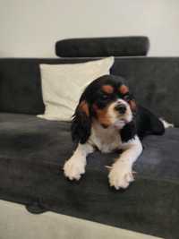 Cavalier King Charles Spaniel, suczka