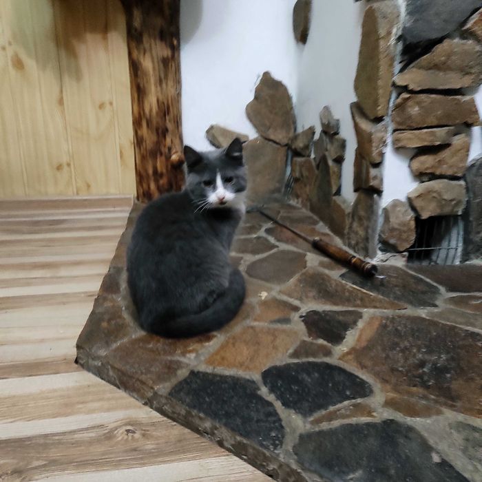 Роздаємо кошеняток, кішечку в хороші руки