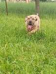 American Bully standard