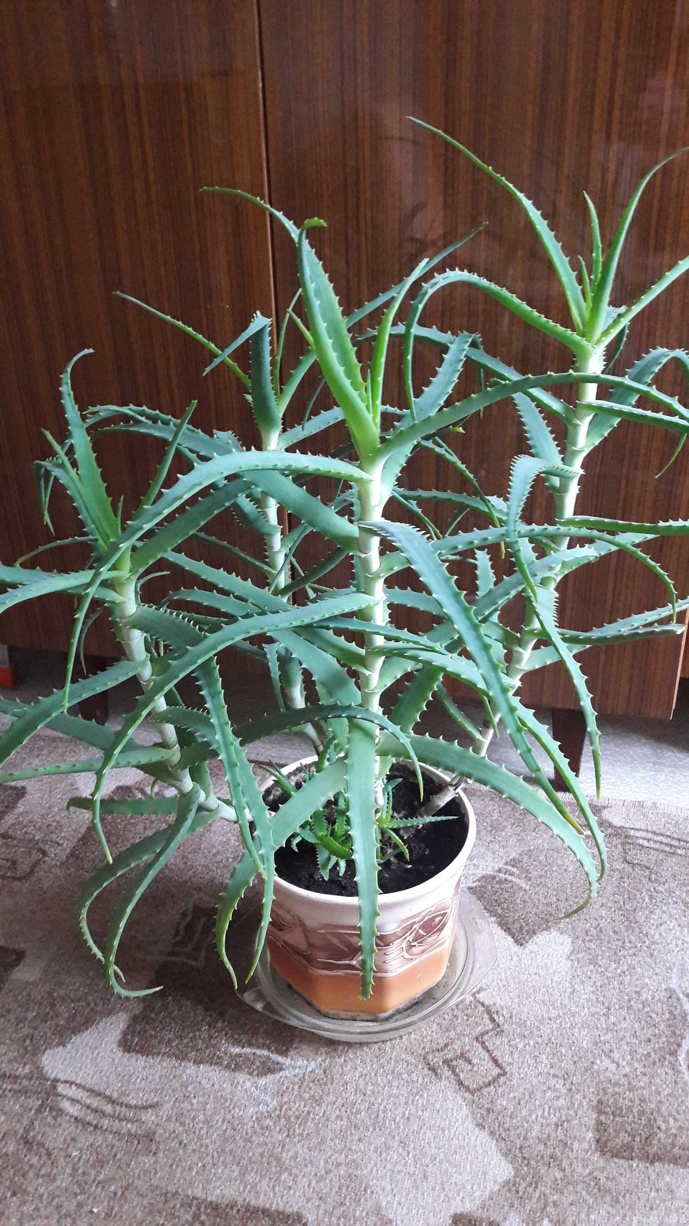 Kwiat doniczkowy – aloes drzewiasty