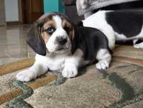 Beagle śliczne suczki