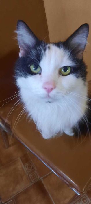 Пропал кот в районе автовокзала