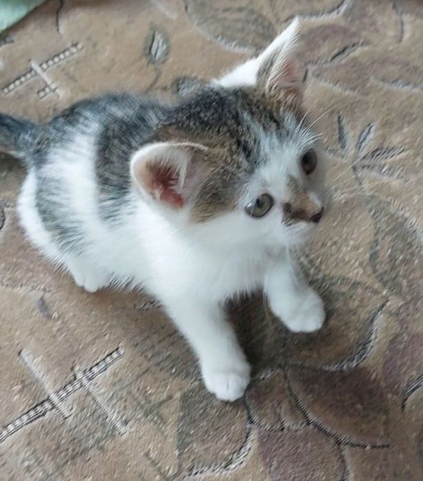 Отдам котёнка-девочку