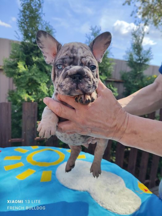 Хлопчик Биг Роп Вельвет носій Ізабелла.