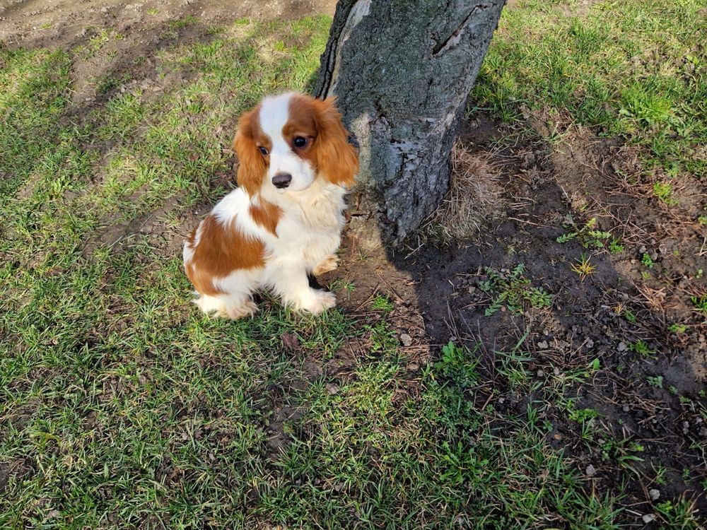 Cavalier King Charles Spaniel - piesek