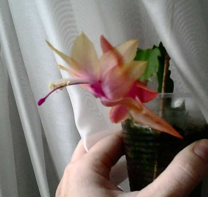 шлюмбергера оранжевая розовая желтая рождественник декабрист