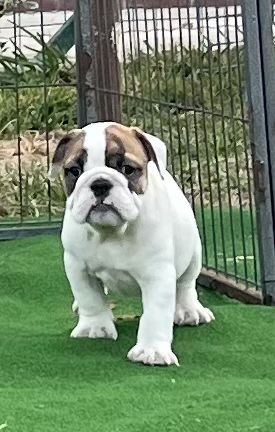 Bulldog Ingles Femea  c/Lop